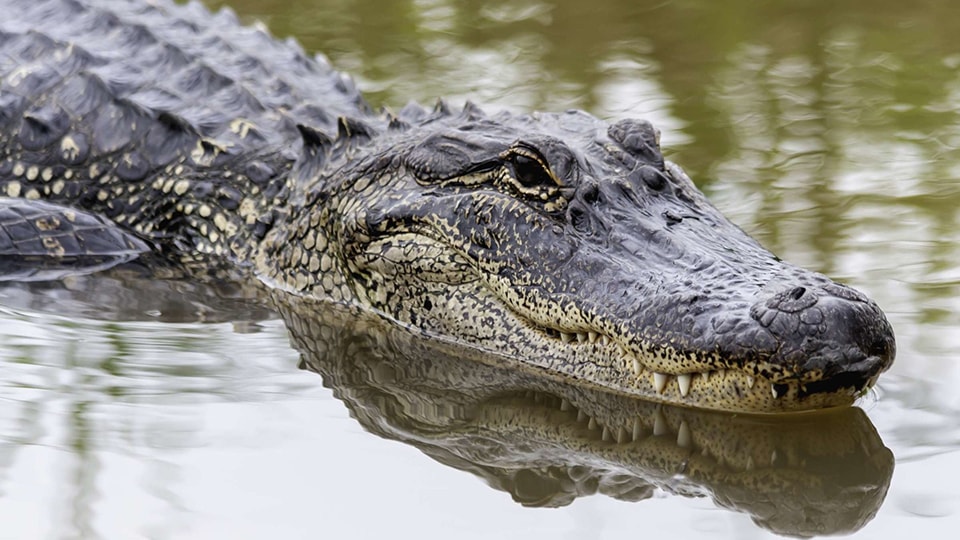 Da cá sấu Alligator là gì - Đặc điểm - Cách Nhận Biết